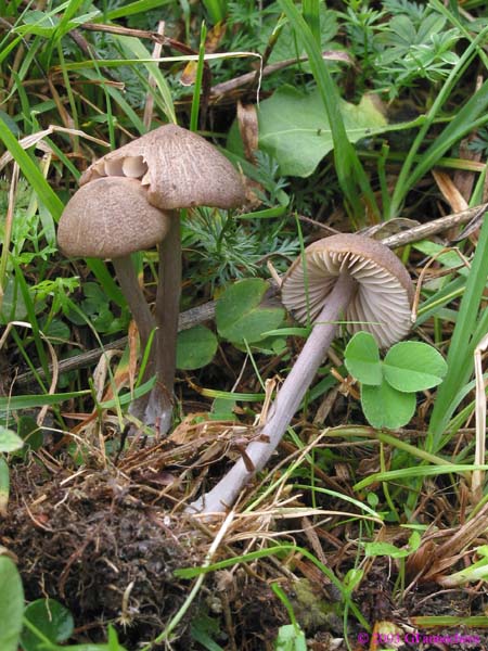 entoloma