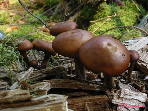 gymnopilus