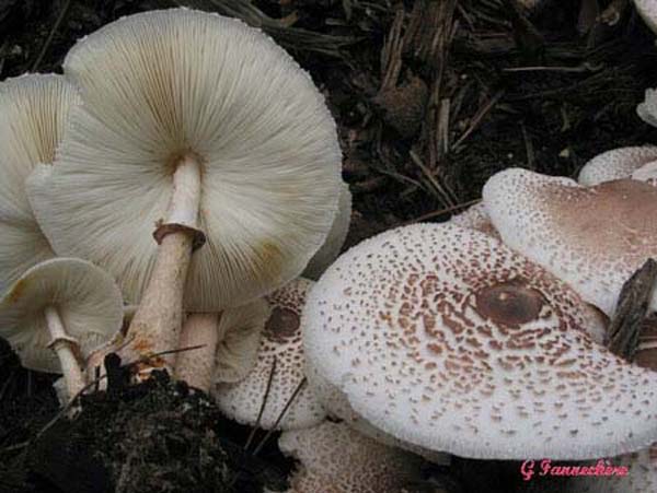leucoagaricus